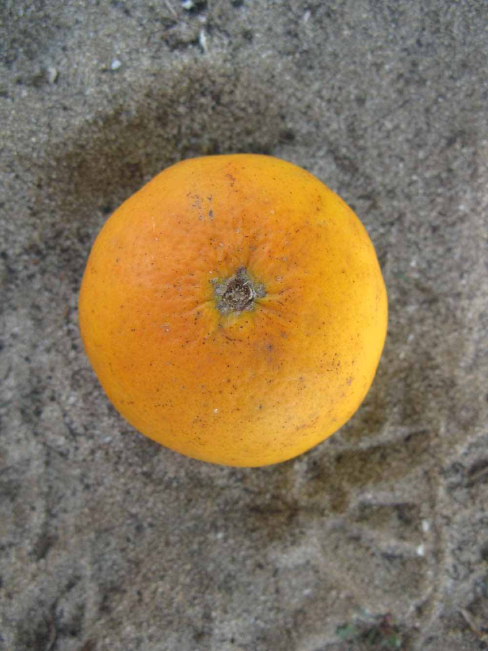              Fruit (Winter Haven, FL)       